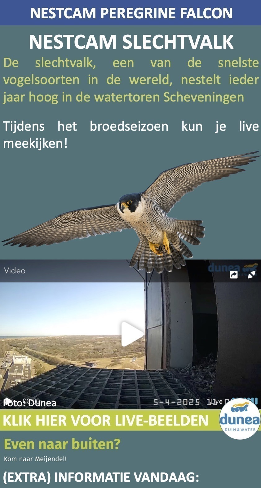 Slechtvalk NestCam Watertoren Scheveningen