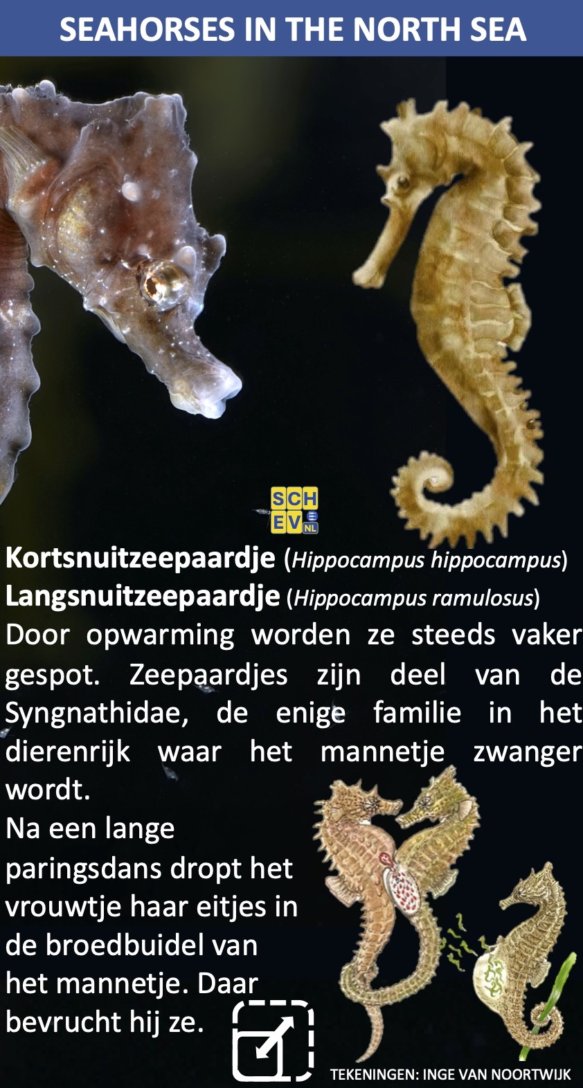 Zeepaardjes in de Noordzee Scheveningen