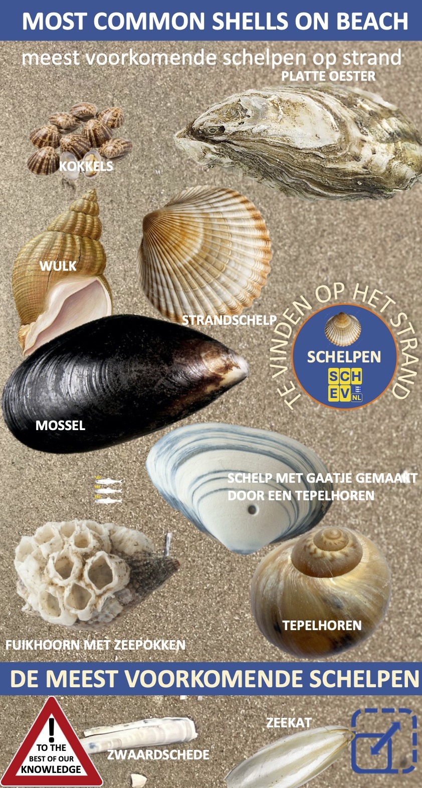 Schelpen op het strand van Scheveningen Shells on the Beach